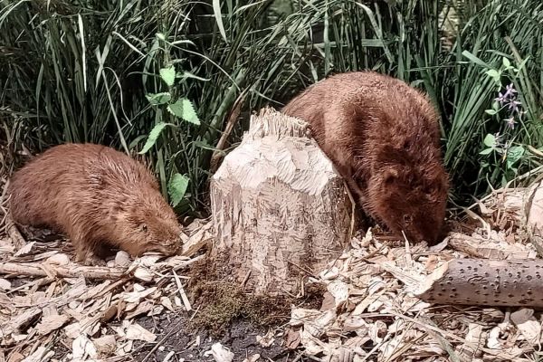 2A  w  Parku Krajobrazowym Dolina Słupi