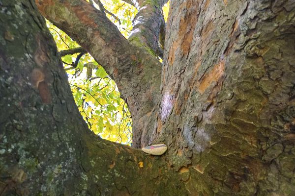 Jesień w parku - wycieczka klasy 3c